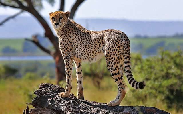 Национальный парк «Крюгер» в Африке