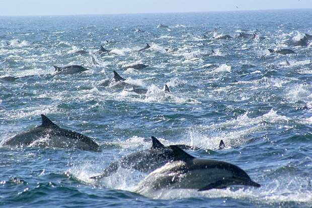 Более 100 тысяч дельфинов у берегов Сан-Диего (видео)