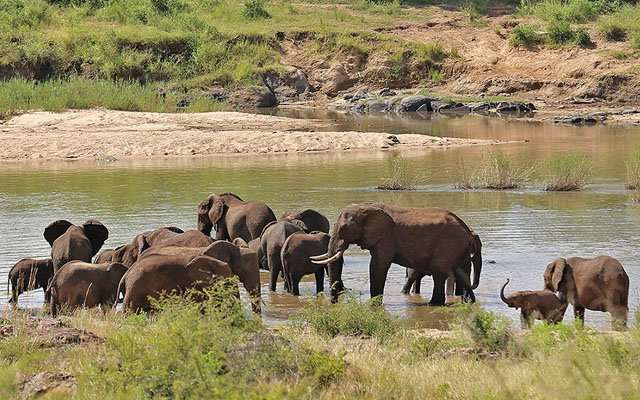Национальный парк «Крюгер» в Африке