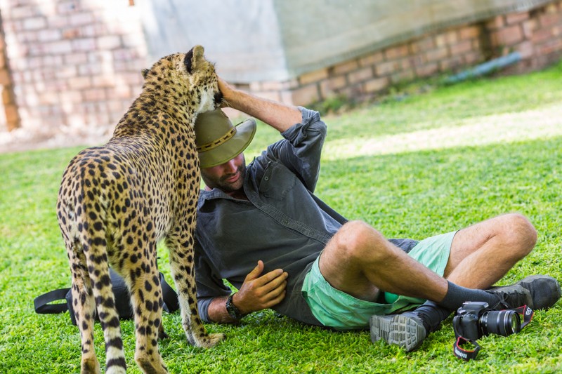 Покормить гепарда