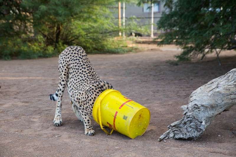 Покормить гепарда
