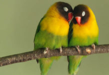 Чому жінки моногамні від природи?