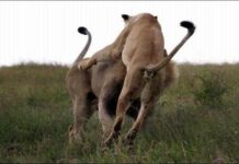 Сердита левиця.