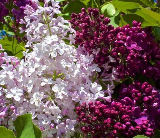 Бузок і яблуні. І знову бузок!.