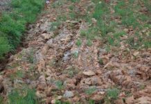 Знайди кота.