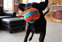 Внесите адреналин в домашние будни: “Chuckit!” – идеальный компаньон для игр fetch внутри дома