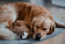 Чому ваші ніжні обійми можуть насправді викликати стрес у собаки