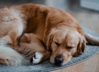 Чому ваші ніжні обійми можуть насправді викликати стрес у собаки